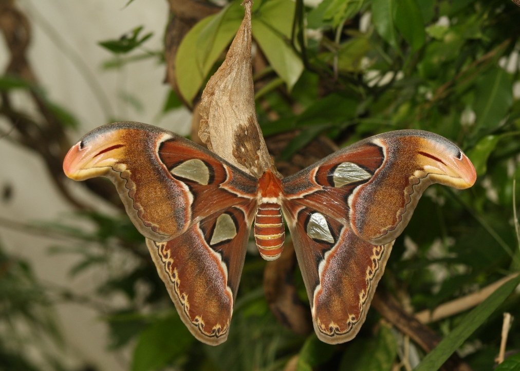 Polilla Atlas (Attacus atlas)