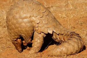 Pangolín indio: el único mamífero con escamas del sur de Asia