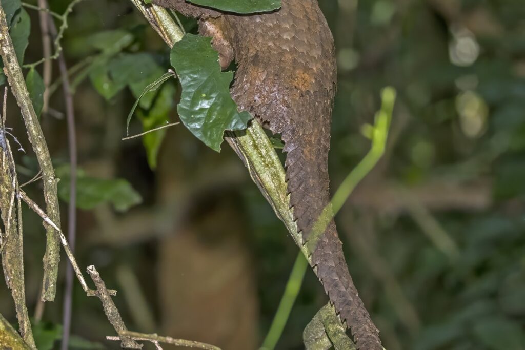 Pangolín de vientre blanco