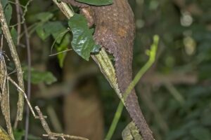 Pangolín de vientre blanco: el pangolín trepador más común de África