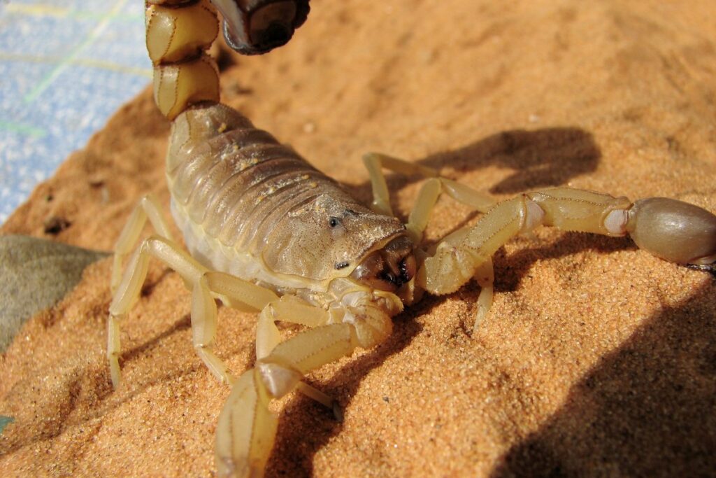 Escorpión de cola gorda (Androctonus australis): el asesino amarillo del desierto