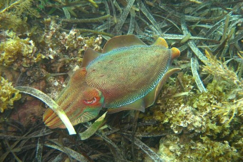 Sepia gigante australiana