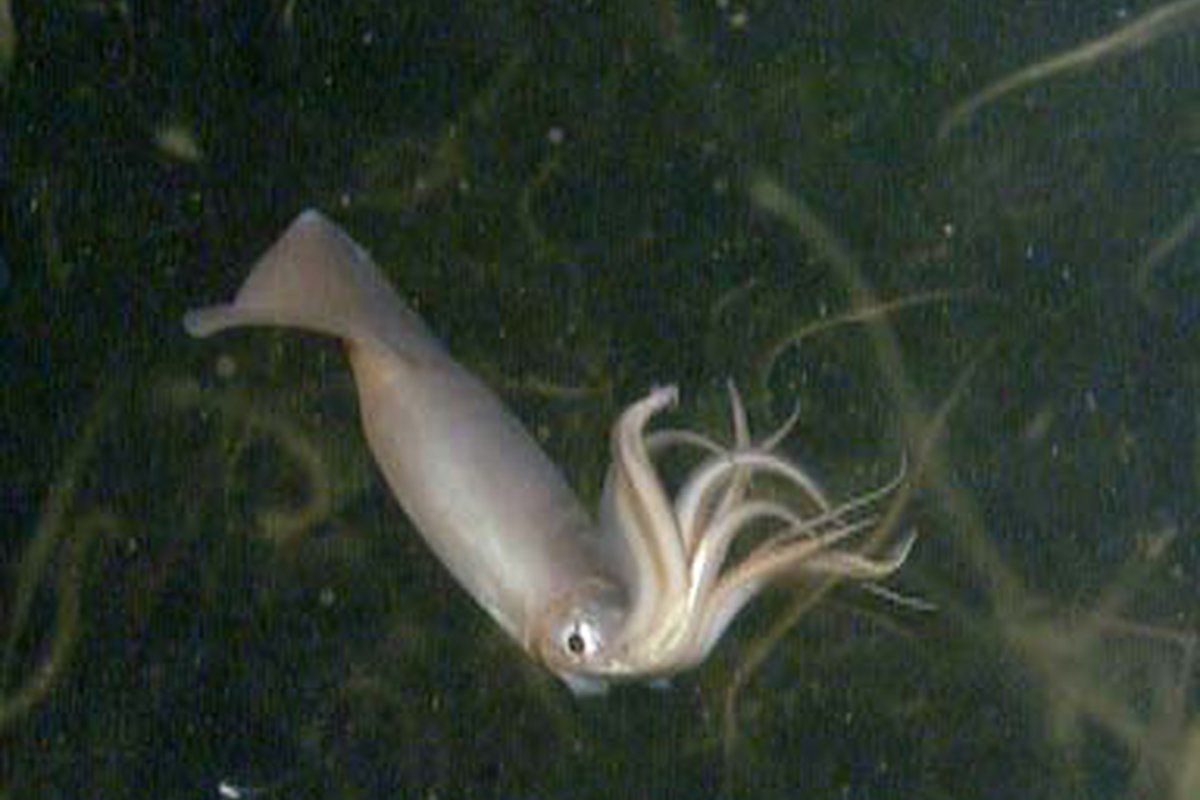 Calamar de Humboldt