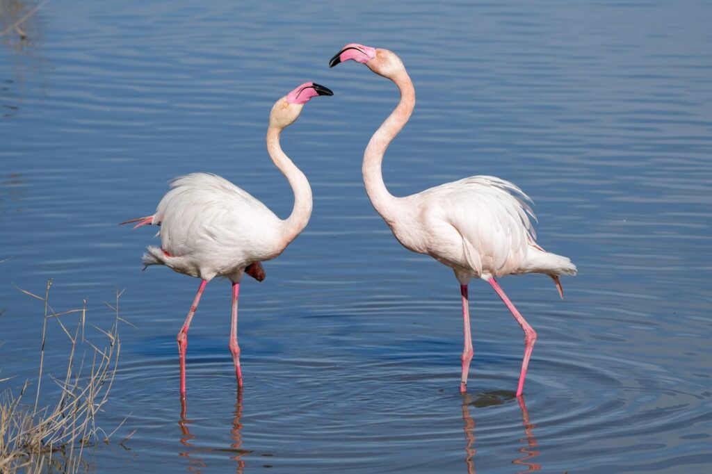 Flamenco común (Phoenicopterus roseus)