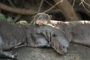 Nutria gigante (Pteronura brasiliensis): el lobo de río amazónico