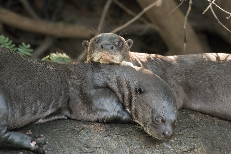 Nutria gigante (Pteronura brasiliensis)