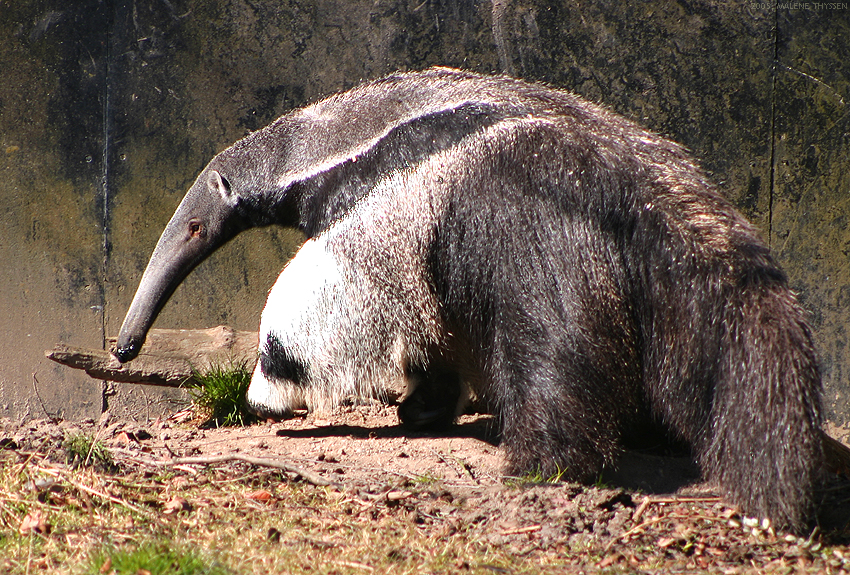 Oso hormiguero gigante (Myrmecophaga tridactyla)