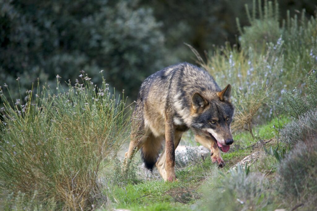Lobo ibérico (Canis lupus signatus)