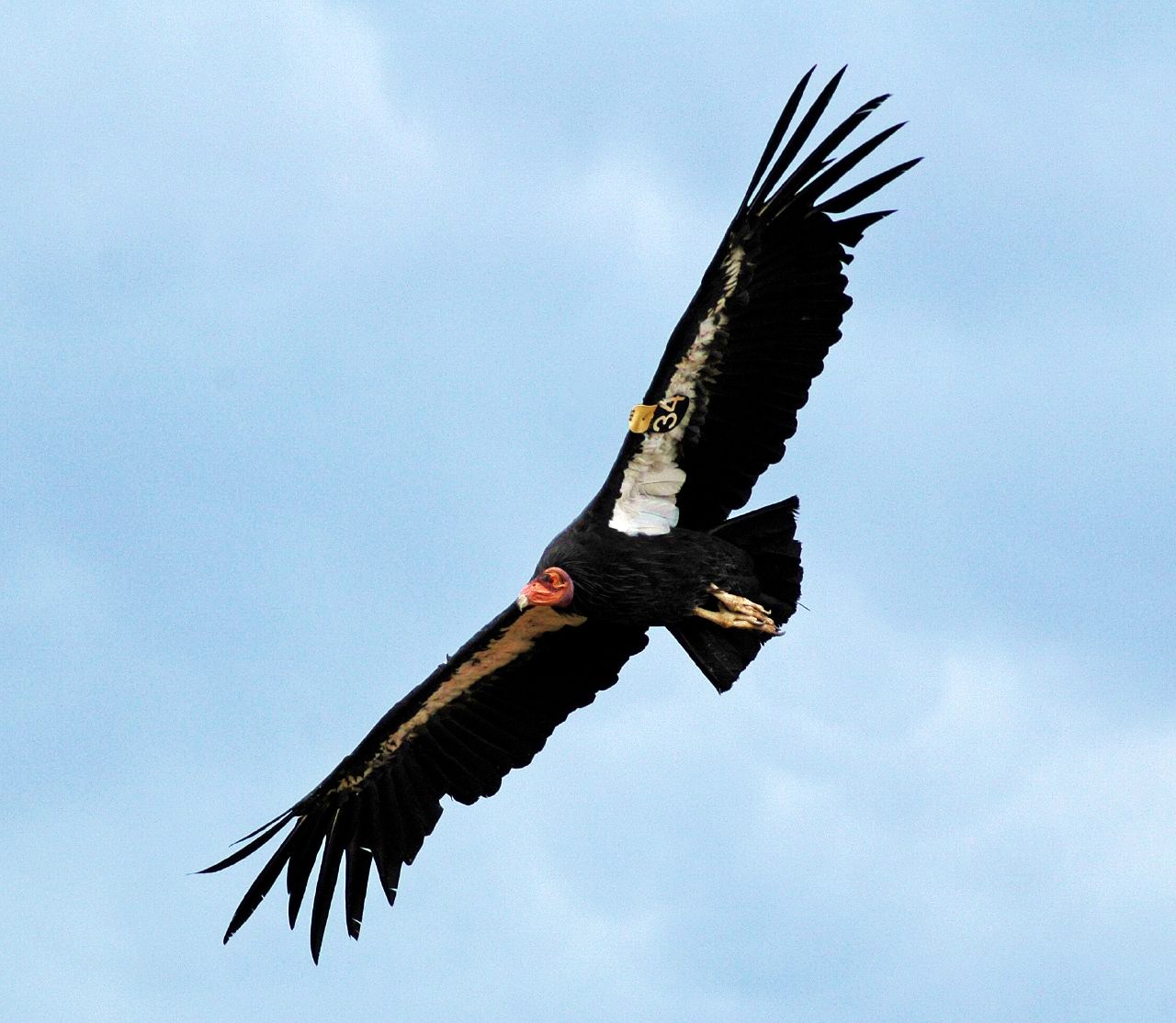 Cóndor de California