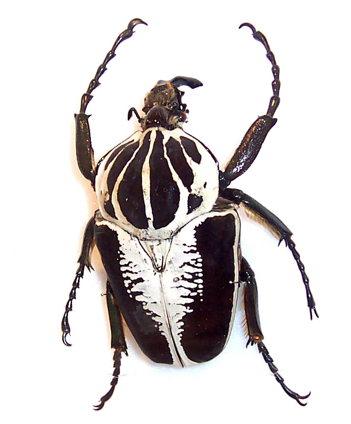 Escarabajo Goliat (Goliathus goliatus)