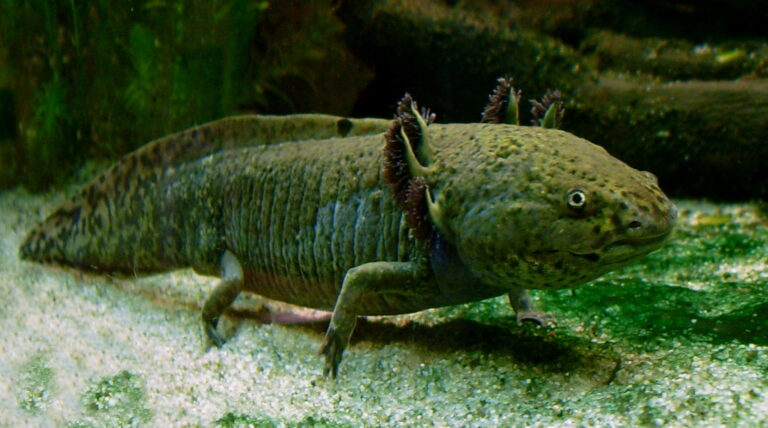 Axolote (Ambystoma mexicanum)