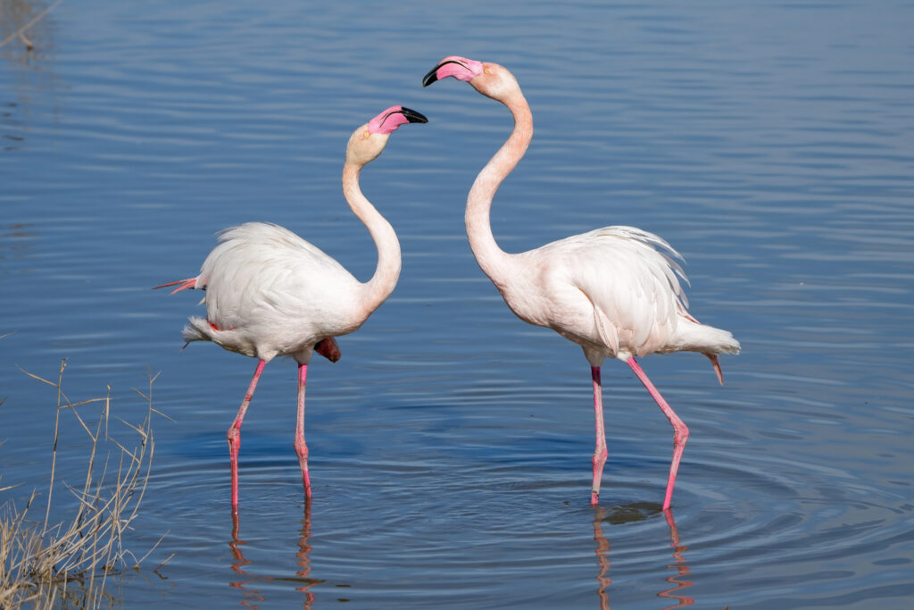 Flamenco rosado (Phoenicopterus roseus)