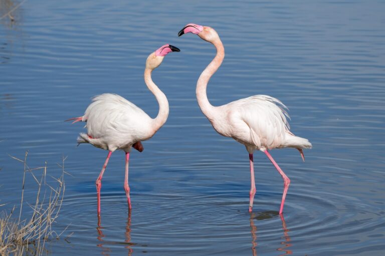 Aves