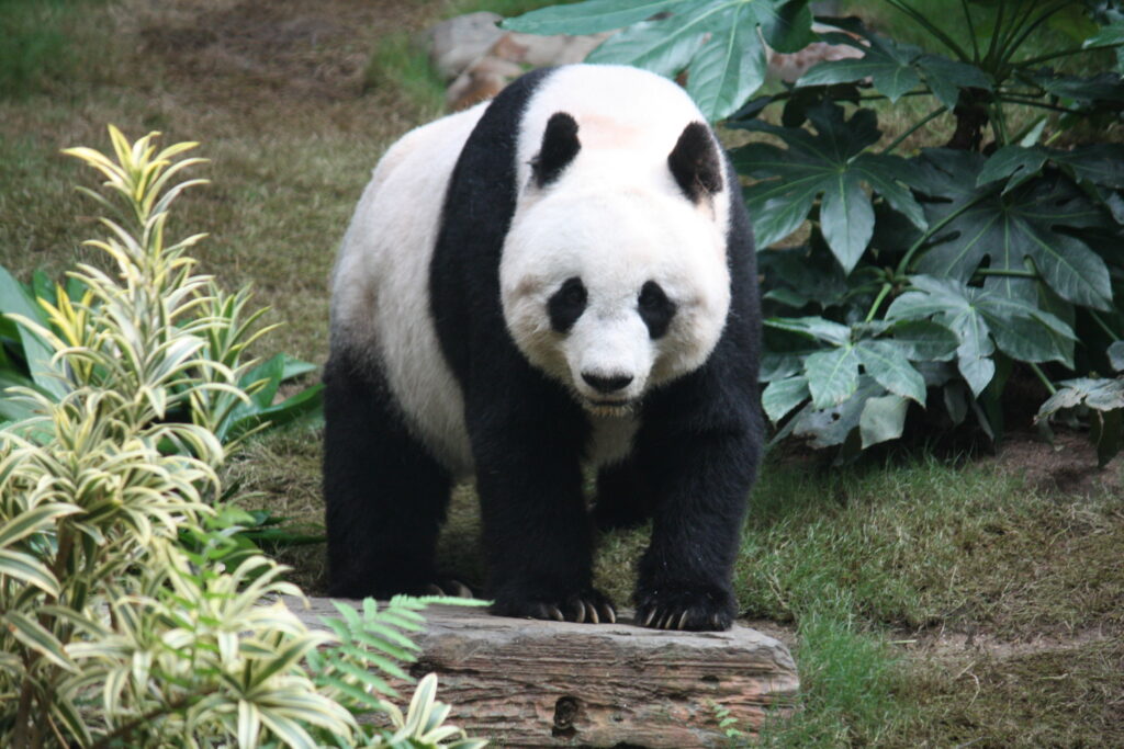 Oso panda gigante (Ailuropoda melanoleuca)