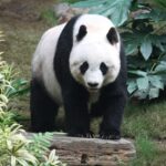 Oso panda gigante (Ailuropoda melanoleuca)