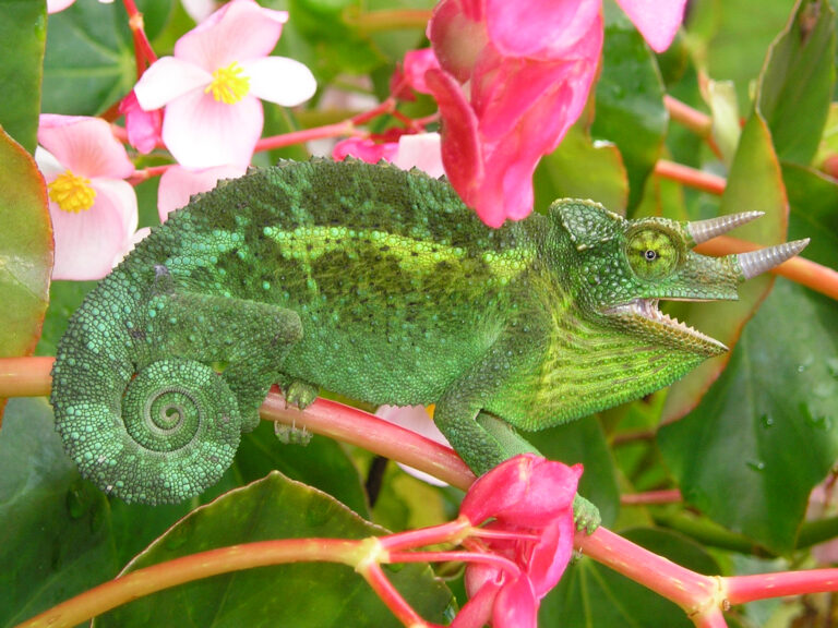 Reptiles