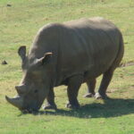 Rinoceronte blanco del norte (Ceratotherium simum cottoni)