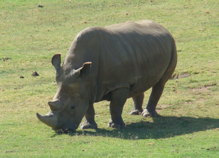 Rinoceronte blanco del norte (Ceratotherium simum cottoni)