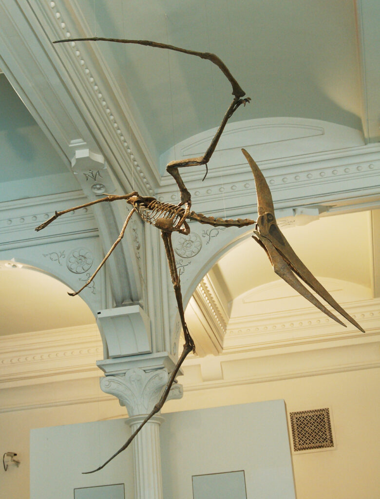 Pteranodon longiceps esqueleto AMNH