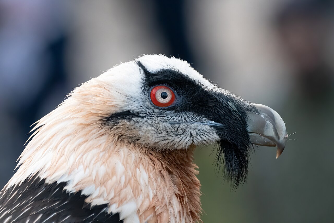 Quebrantahuesos (Gypaetus barbatus)