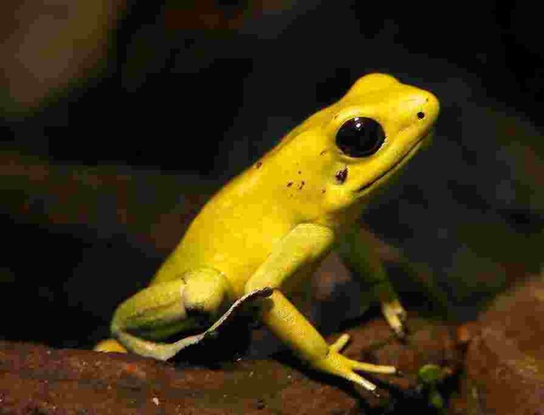 Rana dardo dorada