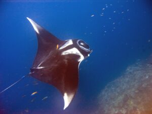 Raya manta: características, hábitat y curiosidades de la gigante gentil del océano