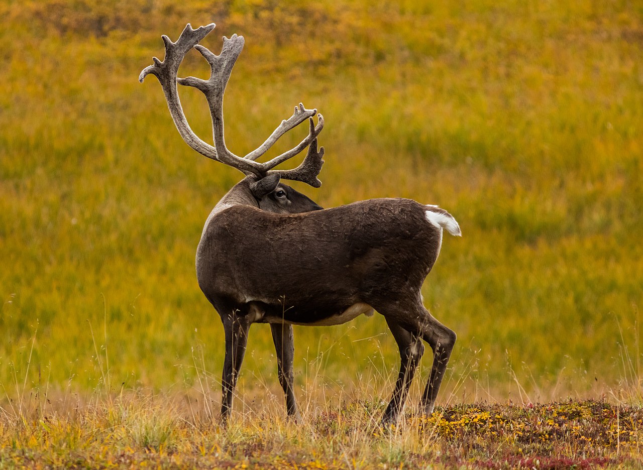 Reno / Caribú (Rangifer tarandus)