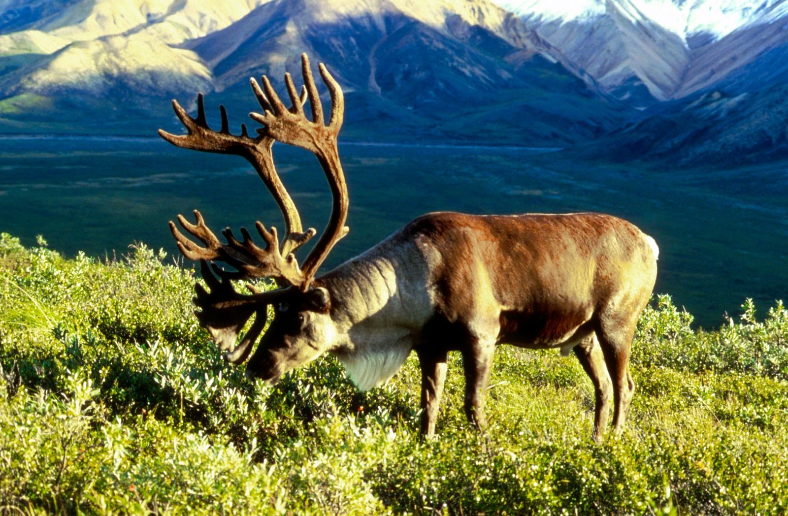 Reno: el cérvido del Ártico que migra 5.000 km al año - Atlas de Animales