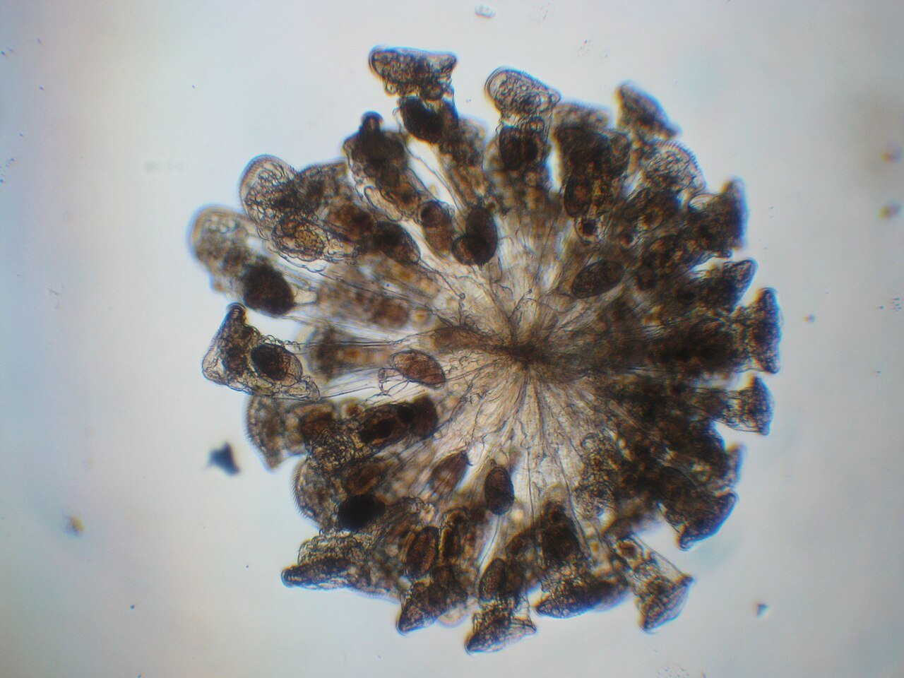 Rotífero (Filo Rotifera (más de 2.000 especies))