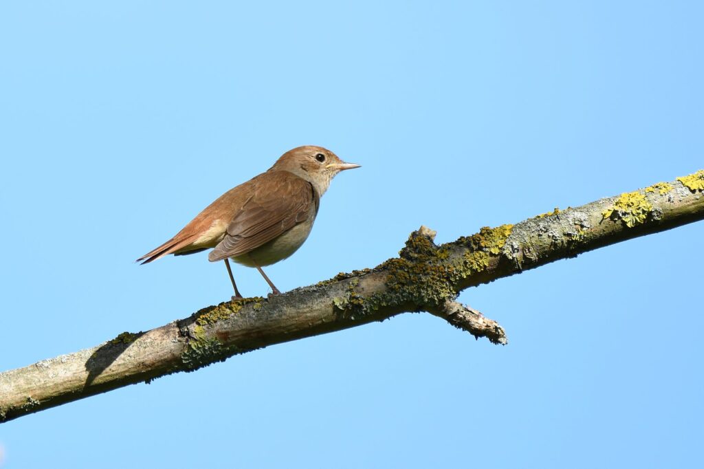 Ruiseñor común (Luscinia megarhynchos)