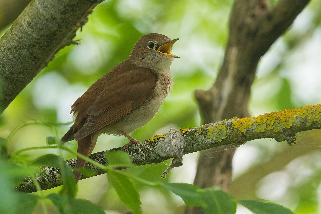 Ruiseñor común (Luscinia megarhynchos)