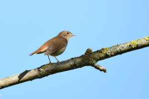 Ruiseñor común (Luscinia megarhynchos)