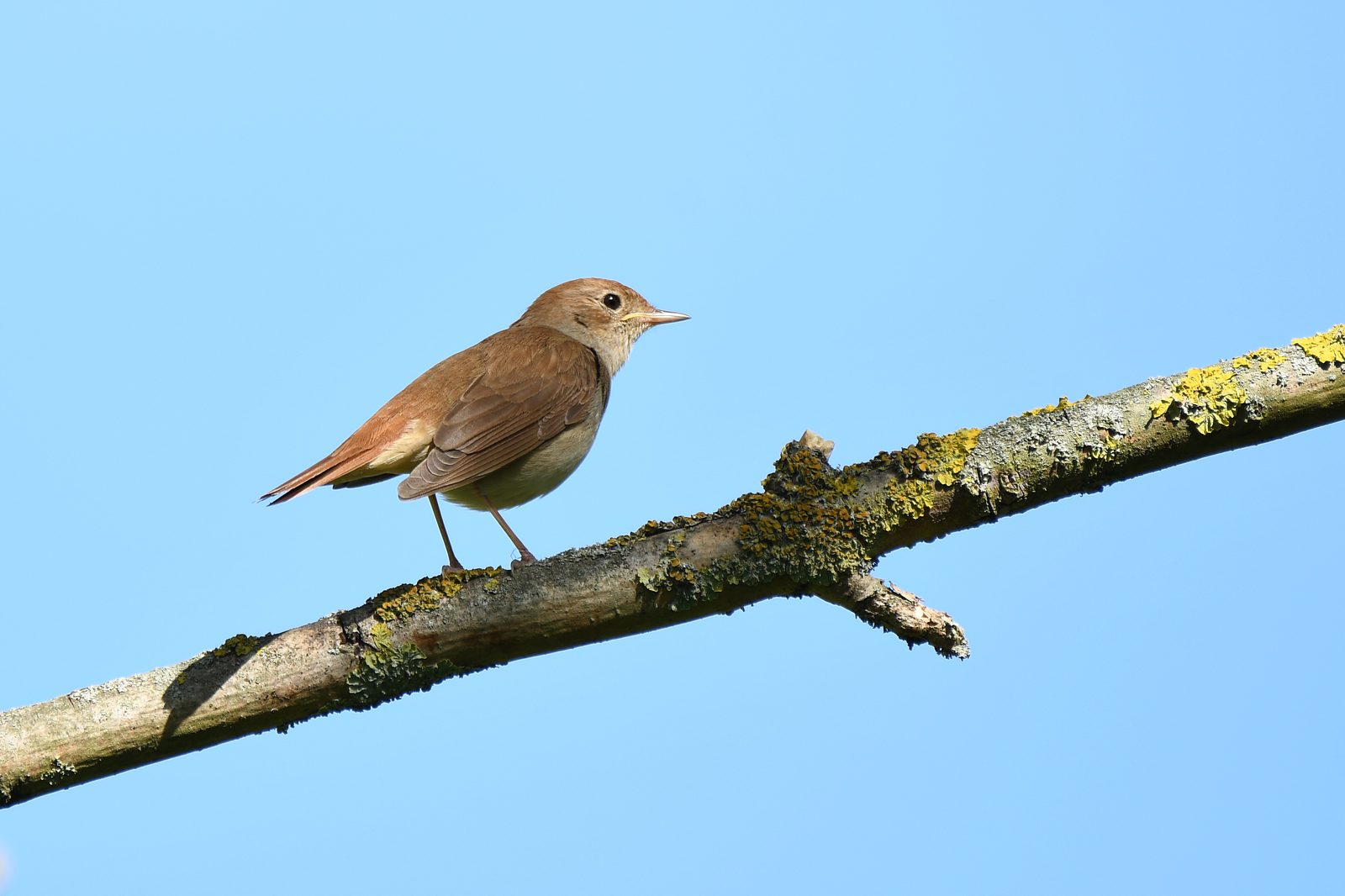 Ruiseñor común (Luscinia megarhynchos) entre la vegetación
