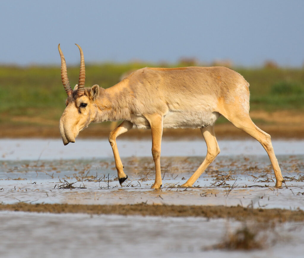Antílope saiga (Saiga tatarica) con su característica nariz flexible