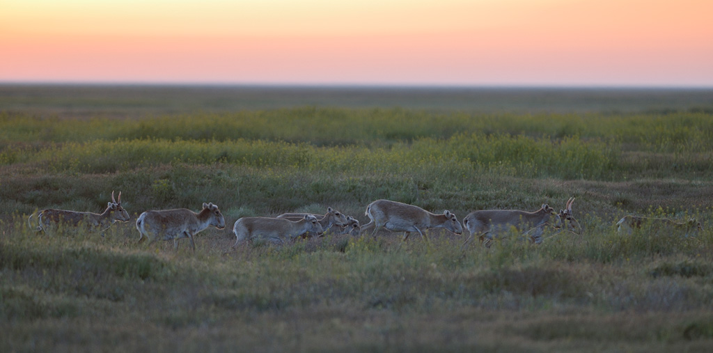 Saiga (Saiga tatarica)