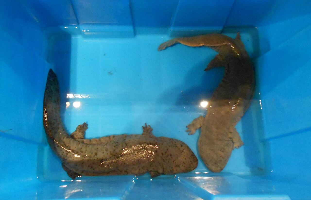 Salamandra gigante china (Andrias davidianus)