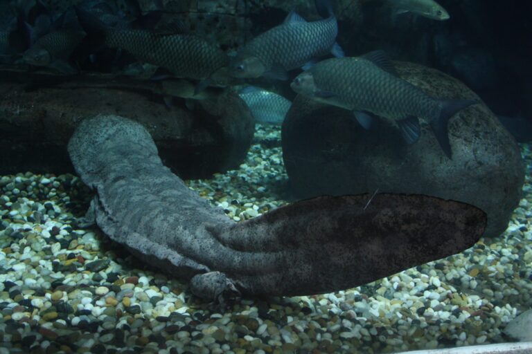 Anfibios