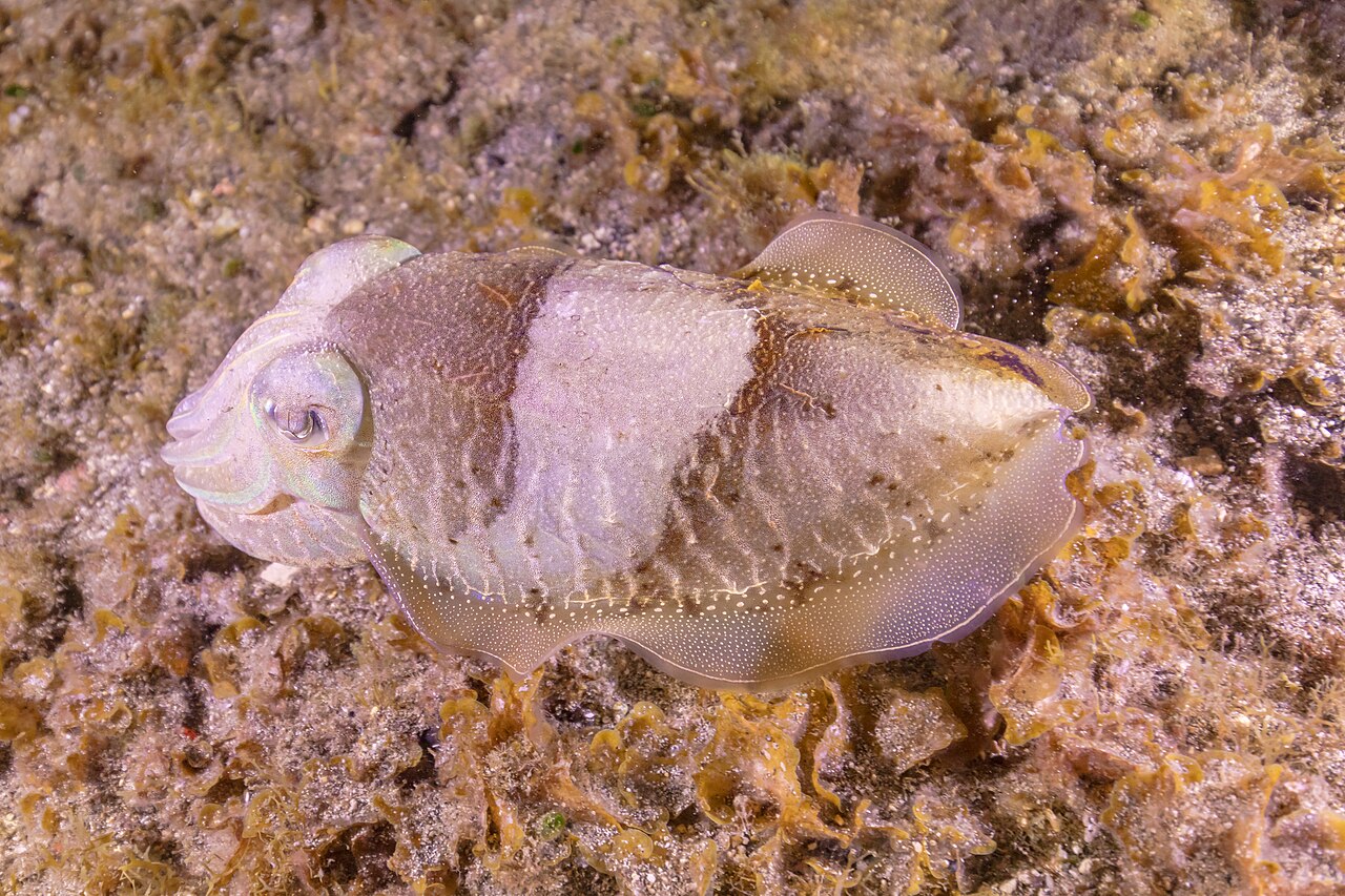 Sepia común (Sepia officinalis)