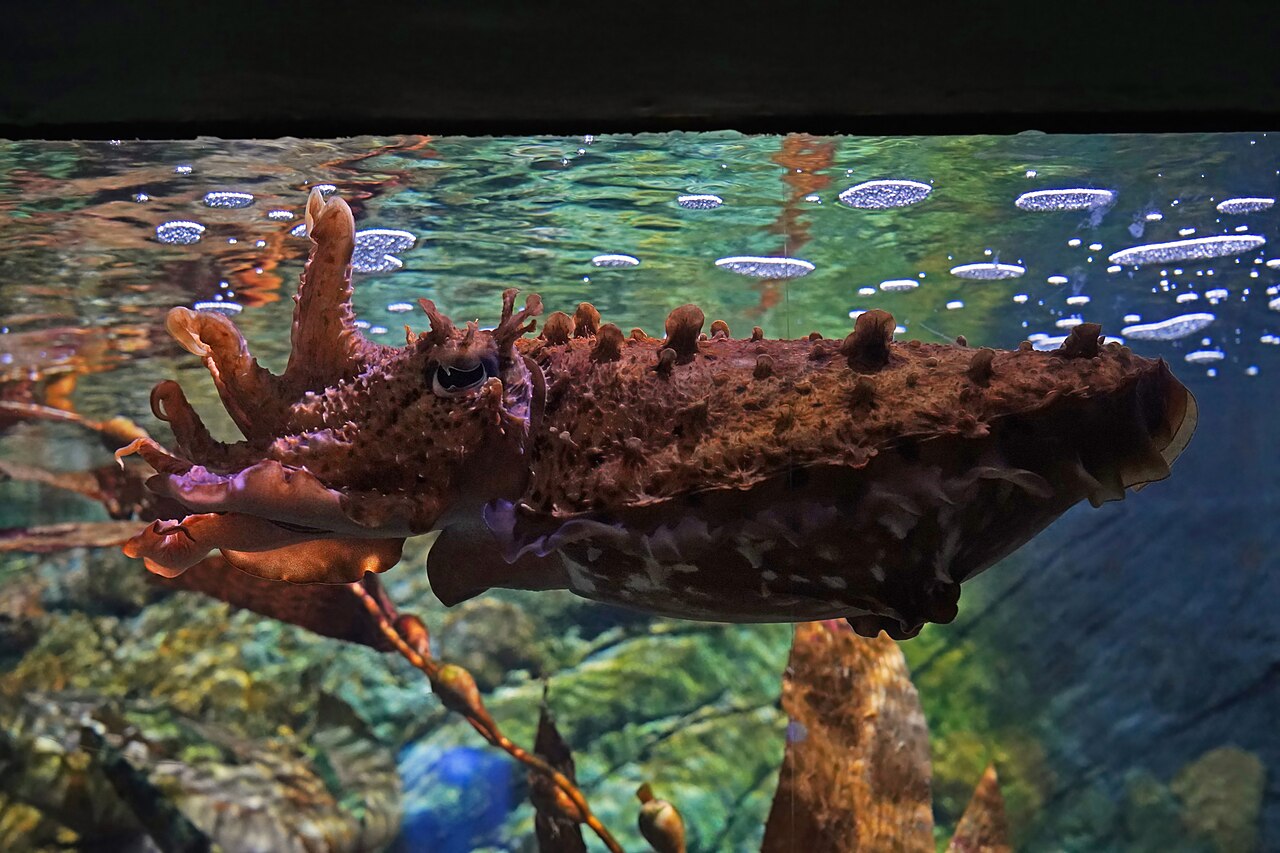 Sepia gigante australiana (Ascarosepion apama)