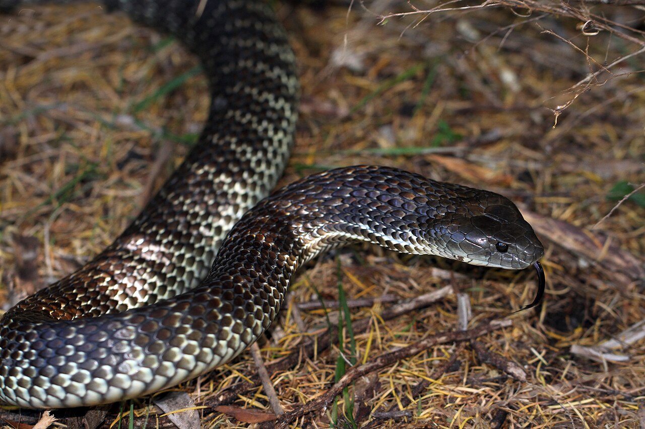 Serpiente tigre australiana (Notechis scutatus)