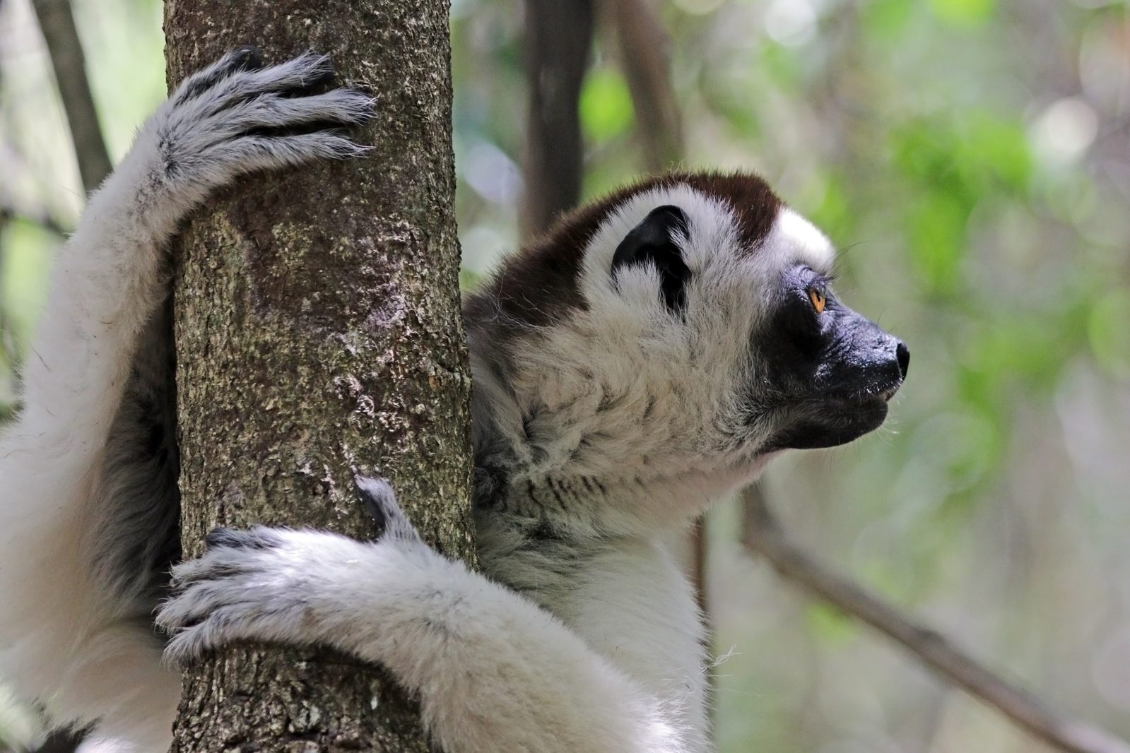 Sifaka de Verreaux (Propithecus verreauxi) en postura vertical característica