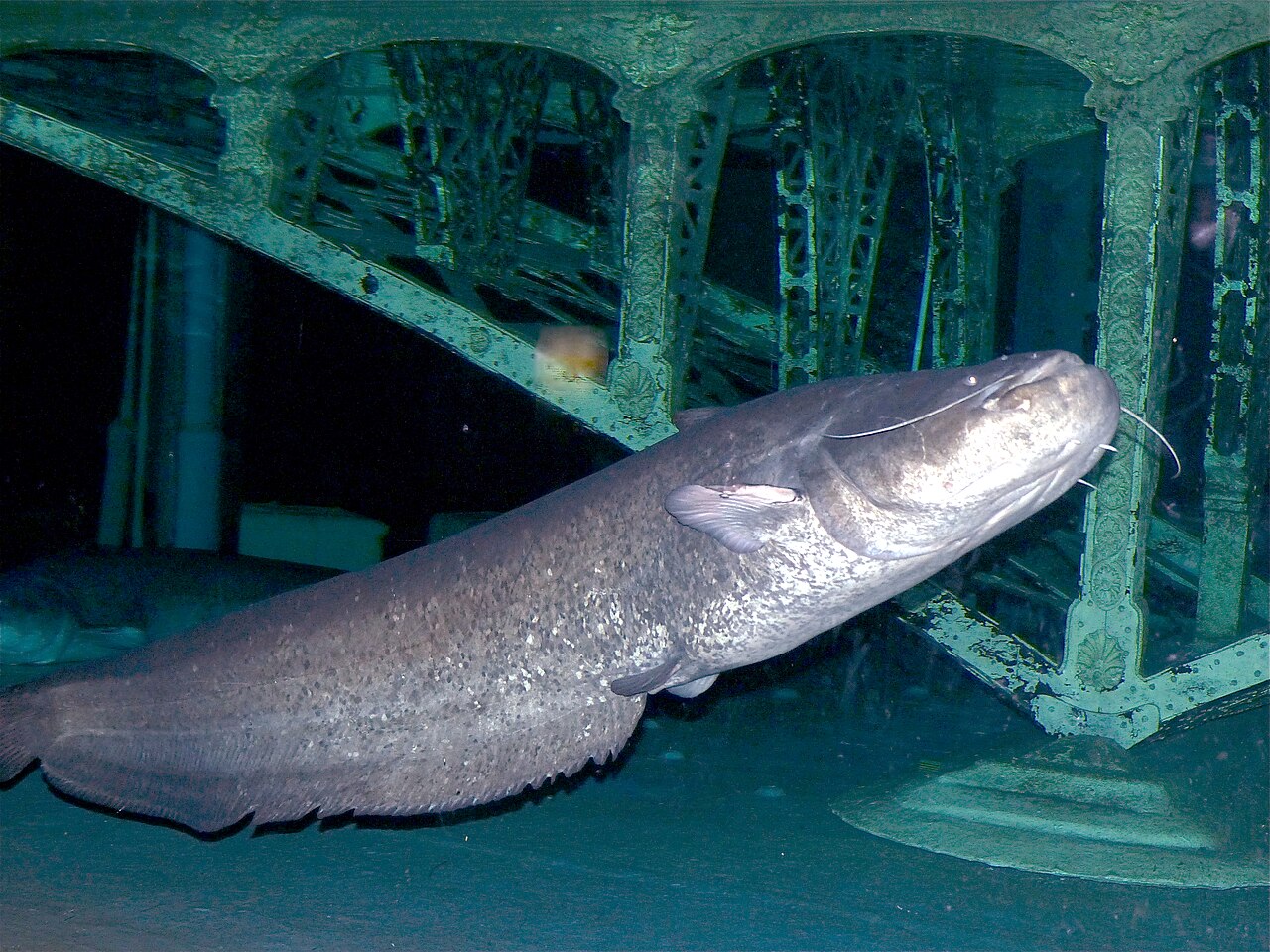 Siluro (Silurus glanis)