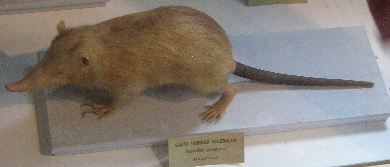 Solenodonte (Solenodon paradoxus)