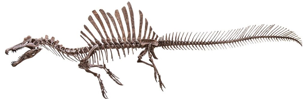 Spinosaurus reconstrucción esqueleto