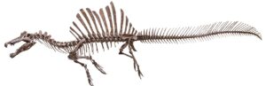 Spinosaurus: el dinosaurio carnívoro más grande y el único nadador conocido