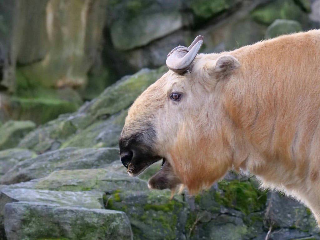 Takin (Budorcas taxicolor)