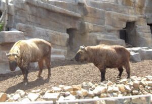 Takin: el animal nacional de Bután que parece una cabra-alce
