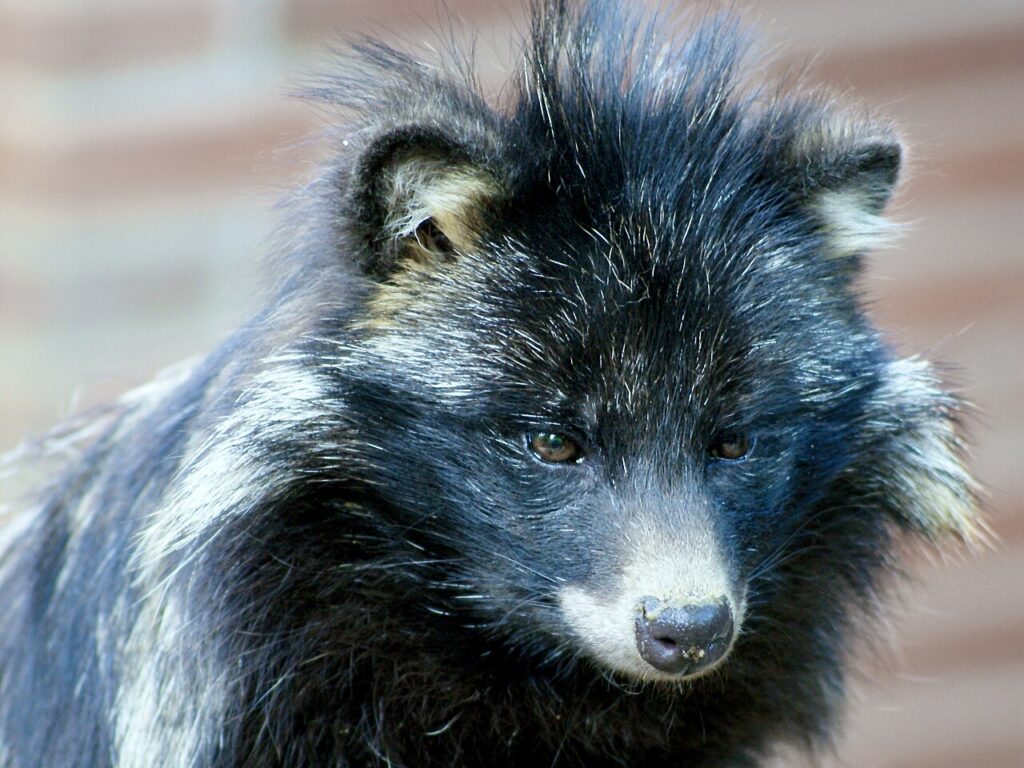Tanuki o perro mapache (Nyctereutes procyonoides) en el bosque