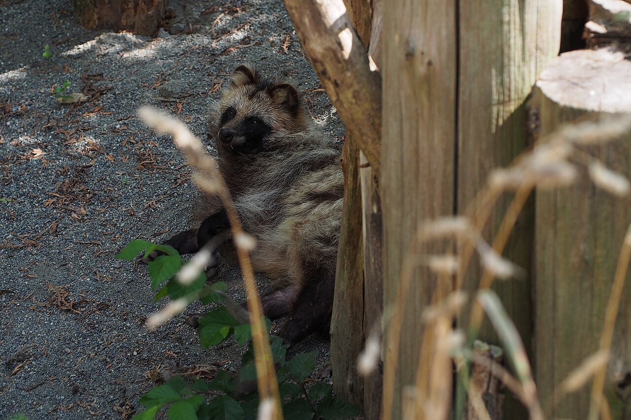 Tanuki (Nyctereutes procyonoides)