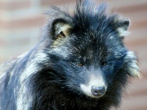 Tanuki (perro mapache): el cánido japonés que hiberna como los osos